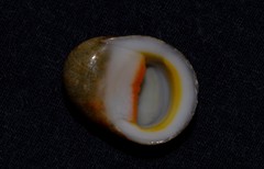 Nerita erythrostoma