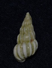 Gyroscala commutata