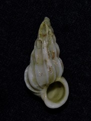 Gyroscala commutata