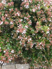 Abelia × grandiflora