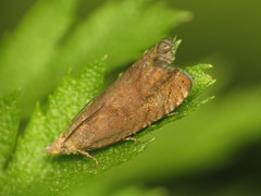 Dichrorampha
