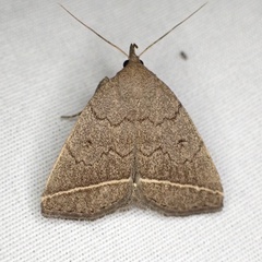 Zanclognatha marcidilinea