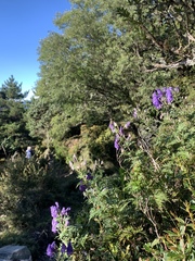 Aconitum fukutomei