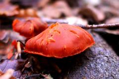 Cortinarius cinnabarinus