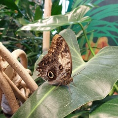 Lepidoptera