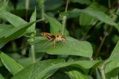 Potanthus flavus