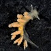 Hammerhead Doto - Photo (c) Leslie Flint, some rights reserved (CC BY-NC), uploaded by Leslie Flint