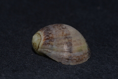 Mammilla