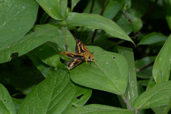 Potanthus flavus