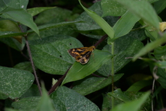 Potanthus flavus