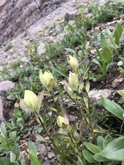 Castilleja septentrionalis