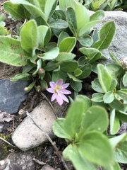 Lewisia pygmaea