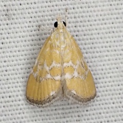 Xanthophysa psychicalis