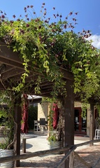 Wisteriopsis reticulata