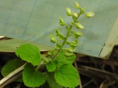 Scutellaria indica
