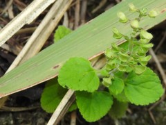 Scutellaria indica
