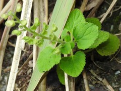 Scutellaria indica
