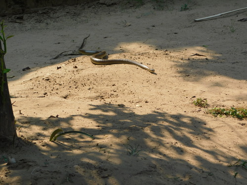 Olive Whip Snake