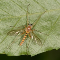 Rhagio gracilis