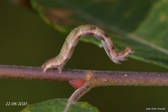 Cyclophora pendularia