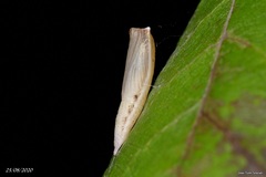 Cyclophora pendularia
