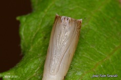 Cyclophora pendularia