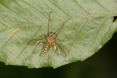 Rhagio gracilis