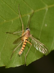 Rhagio gracilis