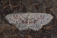 Cyclophora pendularia