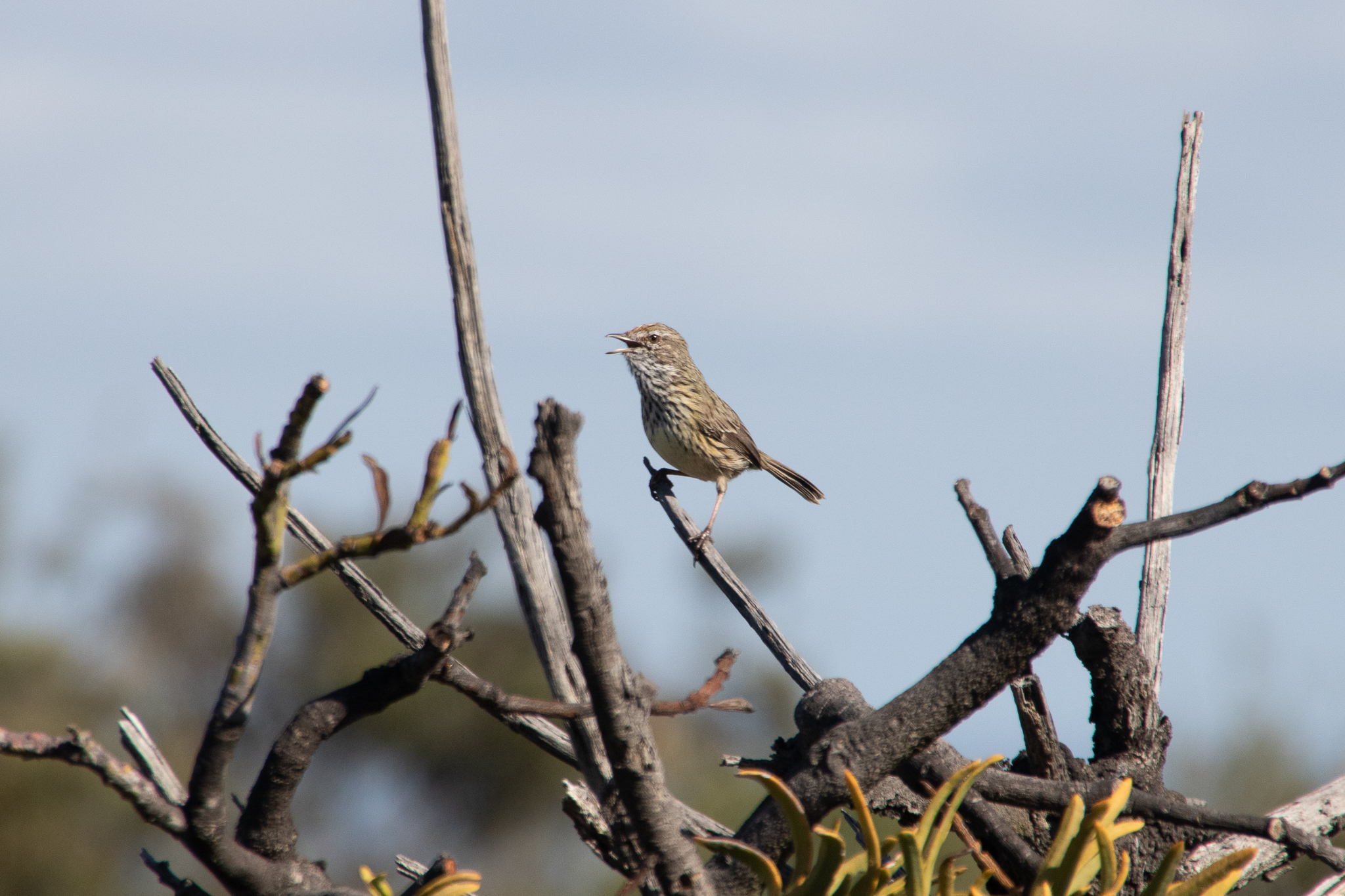 Western Fieldwren (Calamanthus montanellus), photo 9