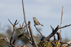 Western Fieldwren photo 3