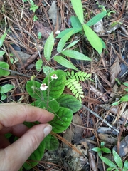 Gloxinia erinoides