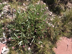 Eriogonum coloradense