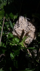 Fuligo cinerea