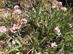 Eriogonum coloradense