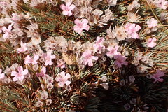 Acantholimon