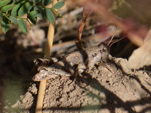 Mount Hood Short-wing Grasshopper photo 2