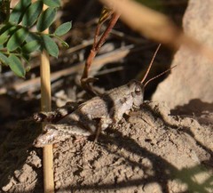 Melanoplus oreophilus
