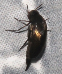 Mordellinae