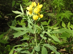 Thermopsis