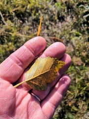 Melampsoridium betulinum