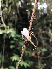 Dolichoderus cuspidatus