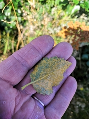 Melampsoridium betulinum