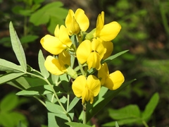 Thermopsis