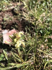 Pedicularis parryi