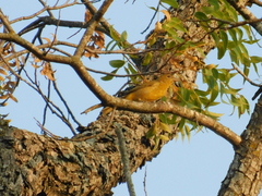Cardinalidae