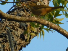 Cardinalidae