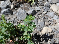 Polygonum achoreum