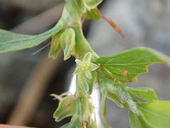 Polygonum achoreum