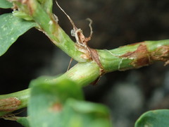 Polygonum achoreum